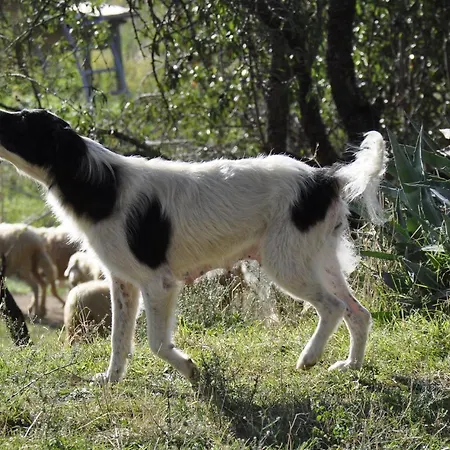 La Colombera In Toscana Gospodarstwo agroturystyczne Roccalbegna